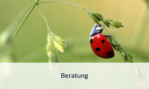 Beratung